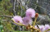 Época de flores no cerrado da Chapada dos Veadeiros, região de Cavalcante - GO